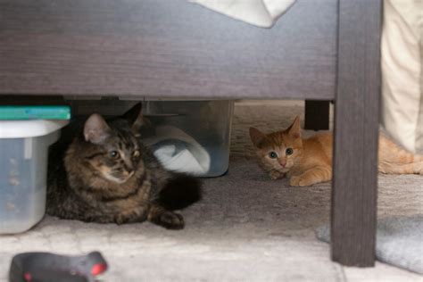 Free Stock Photo Of Cats Hiding Kitten