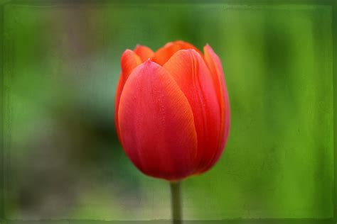 Fotos Gratis Pétalo Florecer Tulipán Rojo De Cerca Flor De