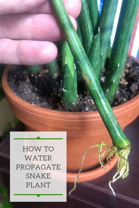 Step By Step Guide Of How To Propagate Snake Plants Or Sansevieria In