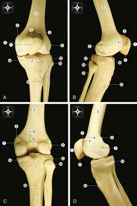 Knee Anatomy And Biomechanics Of The Knee Musculoskeletal Key