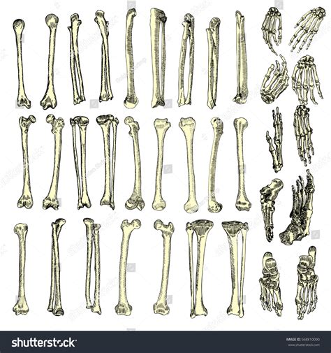 Human Bones Skeleton Drawing Set Collection Stock Vector 568810090