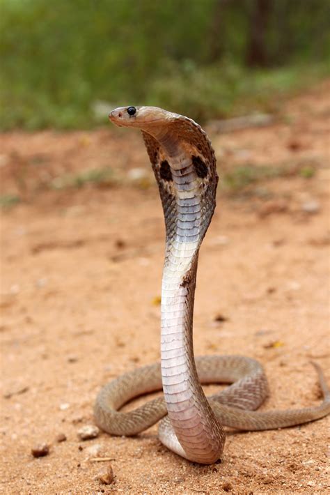 Indian Cobra Herpetofauna Of Lumbini · Inaturalist
