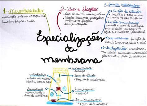 Especializações Da Membrana Citoplasmática Especializações Da