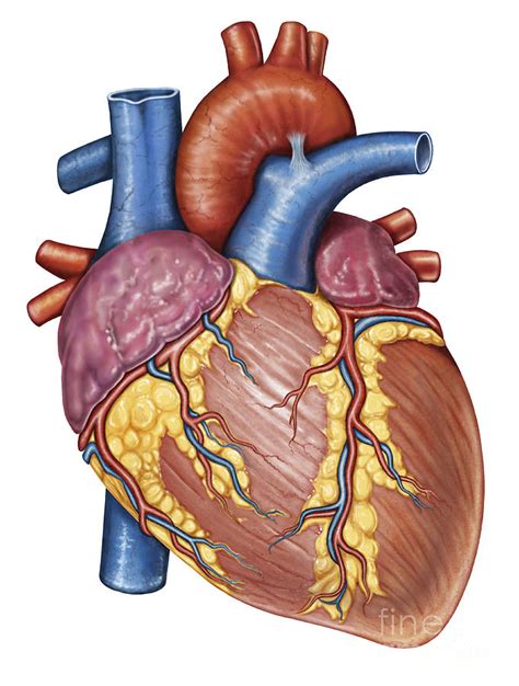 Gross Anatomy Of The Human Heart Digital Art By Stocktrek