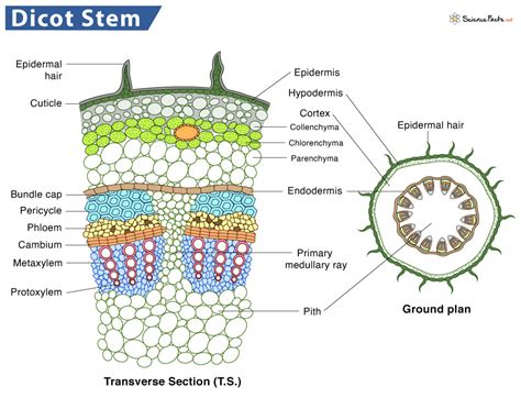 Monocot Vs Dicot Stem Differences And Similarities