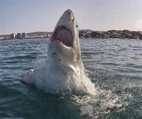 Photo Gallery 4 Fascinating Behaviors Of Great White Sharks And What