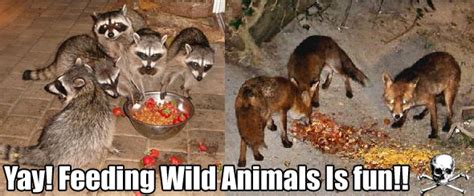 Why Shouldnt You Feed Wildlife