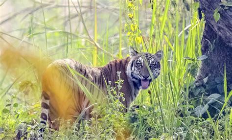 Encounter With The Royal Bengal Tiger In Nepals Woods Trek In Nepal