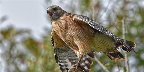 9 Types Of Hawks In Massachusetts Birds Of Prey