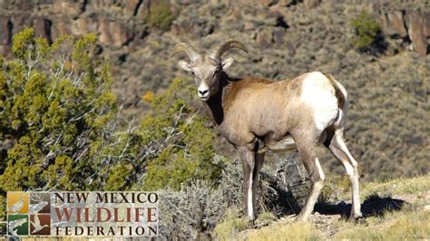 The New Mexico Wildlife Federation 100 Years Of Conservation Youtube