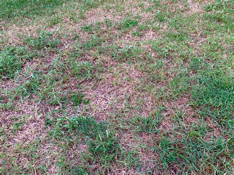 Turfgrass Diseases In Florida Lawns Duda Sod