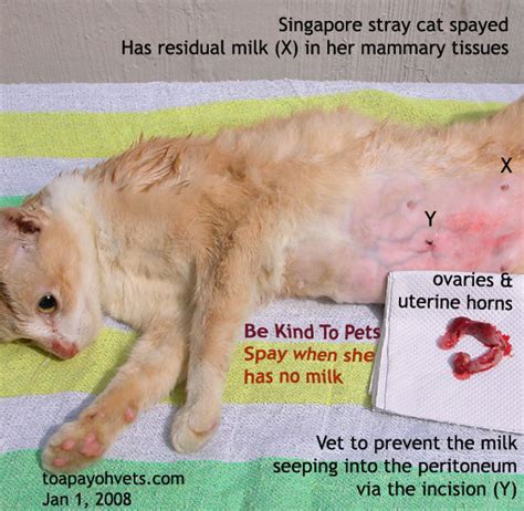 Spaying your female cat before her first estrous cycle (going into heat or being able to breed) greatly reduces your cat's vet will recommend the optimal age at which she should be neutered. New Page 1 www.asiahomes.com