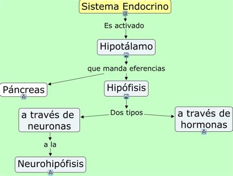 Mapa Conceptual De Glandulas Endocrinas Arbol