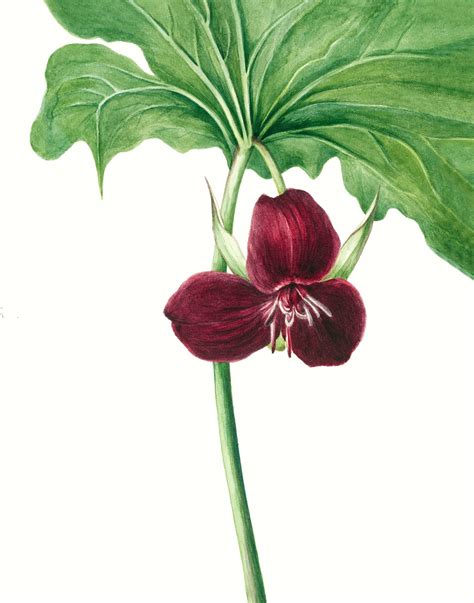 Trillium Print Wildflower Prints Vintage Botanical Wall Art Etsy