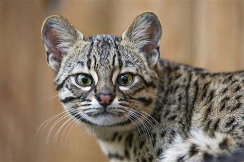10 Legal Small Exotic Cats That Are Kept As Pets Pethelpful