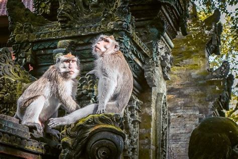 Is Ubud Monkey Forest Safe Important Info For Tourists Daily