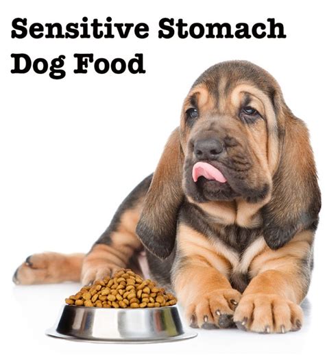 What causes sensitive stomachs in dogs? Best Dog Food For Sensitive Stomach: Review Of The Top Choices