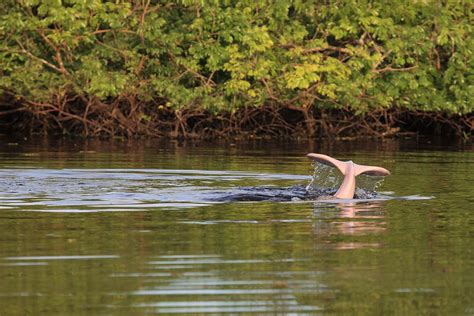 15 Interesting Pink River Dolphin Facts Rainforest Cruises