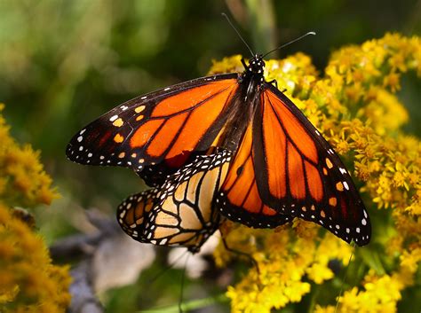 How To Tell The Difference Between A Male And Female Monarch Butterfly