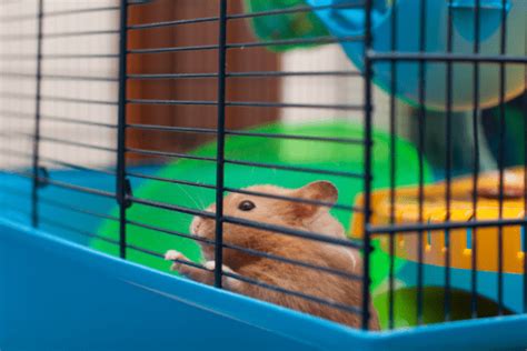 How To Clean Hamster Cage 8 Easy Steps