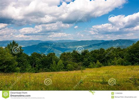 Grassy Meadow With Wild Herbs In Mountains Stock Photo Image Of