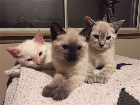The cfa classify the flame point siamese cat as a colorpoint shorthair and refer to them as red points but do not acknowledge them as a siamese. Flame Point Siamese Cat Personality - Animal Friends