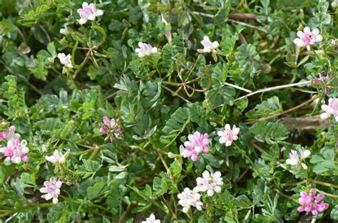 Securigera Parviflora Sinonim Coronilla Parviflora Türkiye Yaban