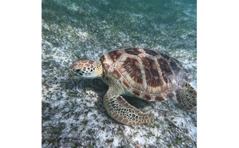Turtle And Manta Snorkeling In The Maldives Cinnamon U