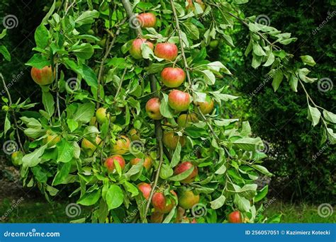 Red Apples Ripen On The Tree In The Rays Of The Summer Sun Stock Image