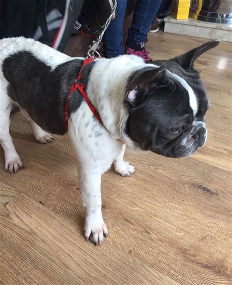 View the complete puppy profile for more information. 1 year old KC Reg french bulldog for rehoming | Newcastle ...