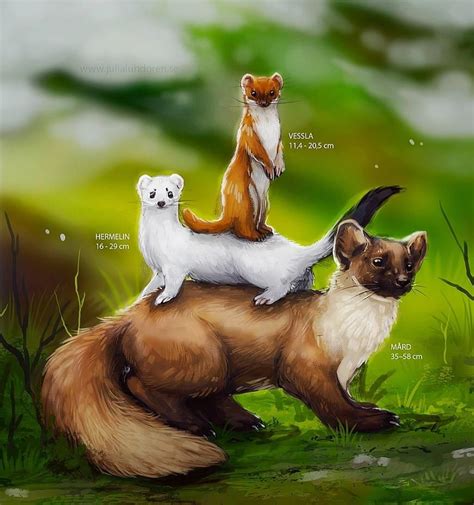 Size Comparison Of The Marten Weasel And Stoat The Most Common