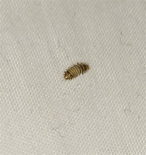 Is This A Carpet Beetle I Keep Finding A Ton Of Them On My Old