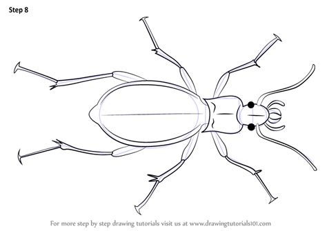 How To Draw A Ground Beetle Beetles Step By Step