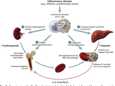 Anemia And Red Blood Cell Transfusion Advances In Critical Care