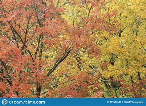 Beautifully Colored Trees In Autumn Stock Photo Image Of Forest