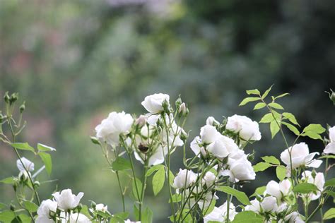 Wild White Garden Rose Free Stock Photo Public Domain Pictures
