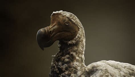 Dodo Bird Reviving The Dodo