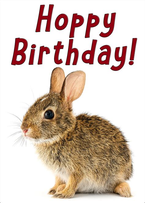 Cottontail Rabbit Birthday Card Curious Critters
