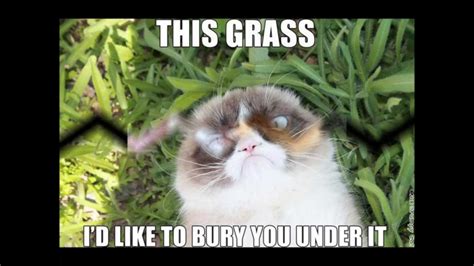 The 50 Funniest Grumpy Cat Memes Youtube