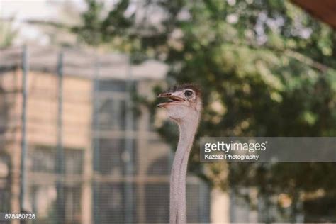 Big Nose Bird Photos And Premium High Res Pictures Getty Images