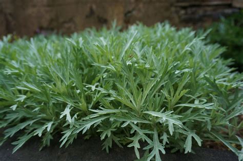In terms of types planted for their foliage, 'silver king' artemisia (a. Photo #49688 | Artemisia ludoviciana 'Silver King' | plant ...