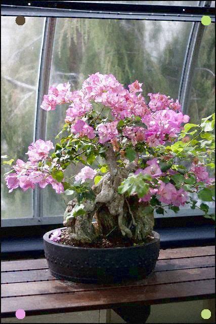 The type of trunk a bonsai has. Flowering Bonsai in 2020 | Bonsai garden, Bonsai flower ...