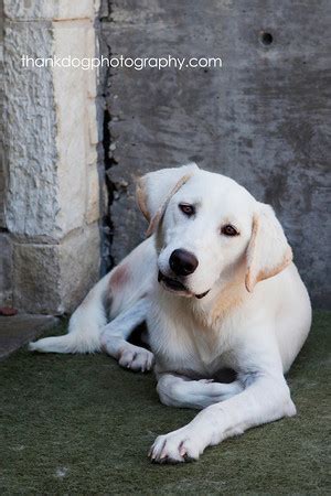 And saturdays and sundays, from 11:00 a.m. Colorado Great Pyrenees Rescue Community: Toby--Available ...