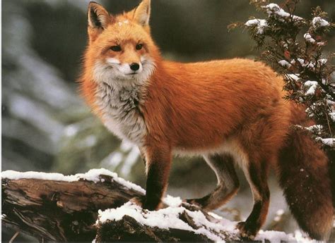 10 Amazing Facts About Foxes That Will Blow Your Mind Animal Encyclopedia