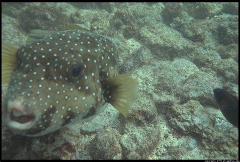 Hawaii Underwater Puffer Fish 49