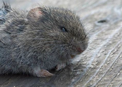 What other lawn mower repair ideas do you have in mind? How to Repair a Vole-Damaged Lawn | Wikilawn