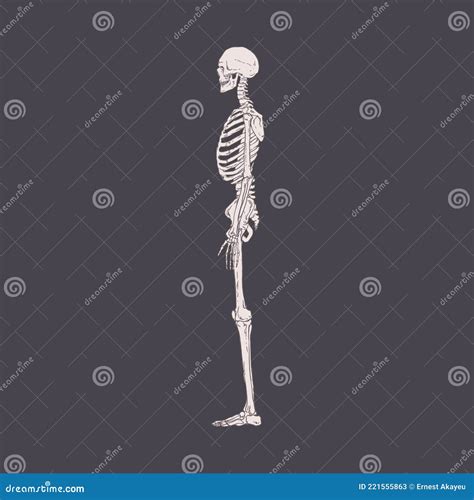 Human Skeleton Torso Side View Stock Illustrations 102 Human Skeleton