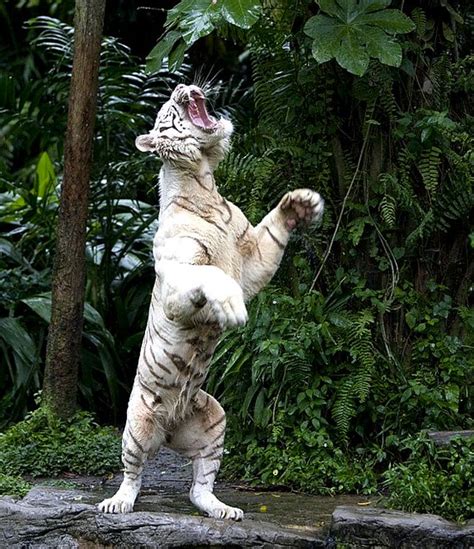 White Tiger On Hind Legs Flickr Photo Sharing