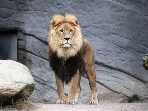 10 Interesting Tidbits About Lions