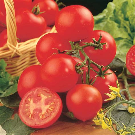 Tomato Shirley F1 Agm Seedsd T Brown Vegetable Seeds